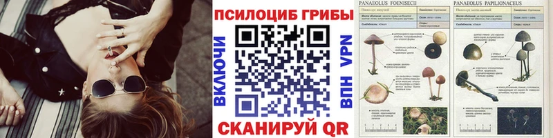 Галлюциногенные грибы Psilocybe Магас